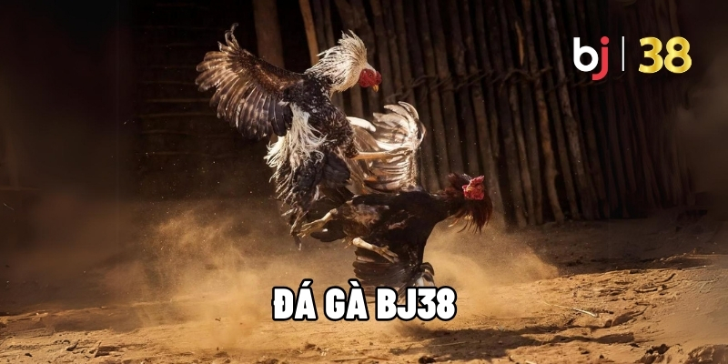 Đá gà BJ38