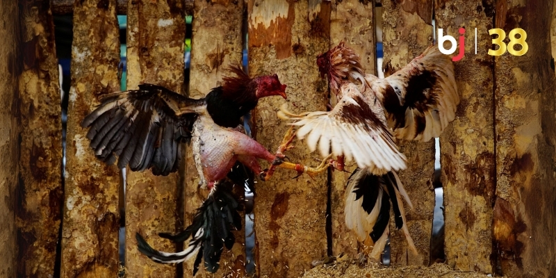 Kỹ năng Gà đá c1 cần có