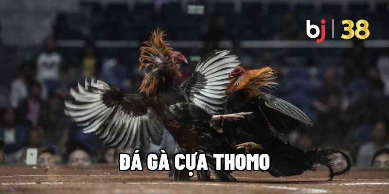 Đá gà cựa Thomo