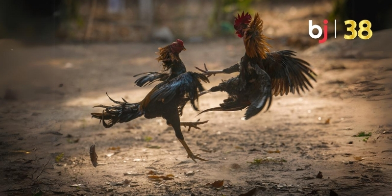 Đá gà cựa Thomo BJ38 là gì?