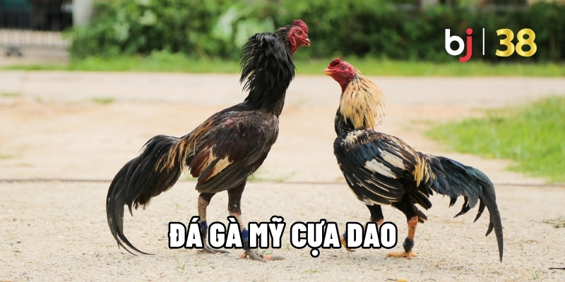 Đá gà Mỹ cựa dao