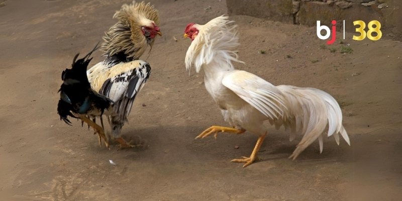 Đá giải Thomo là gì?